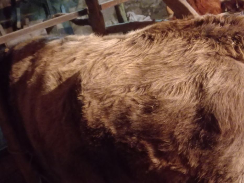 продам телку на мясо