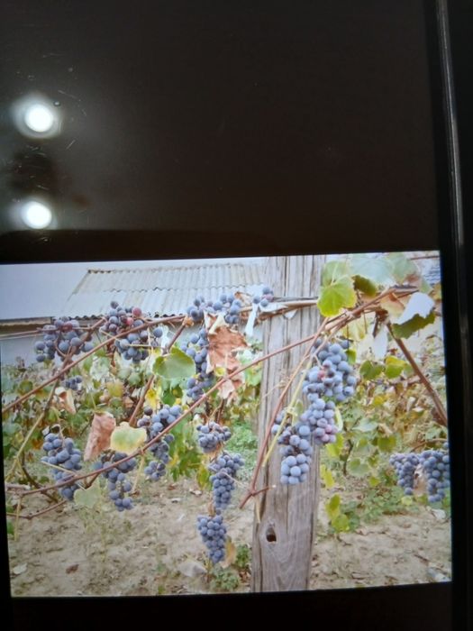 Vindem struguri ananas nouă