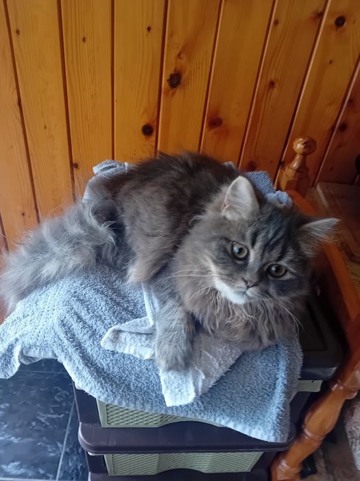 Персиец мъжки котарак