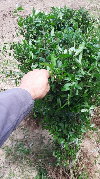 Ligustrum vulgare (lemn cainesc)