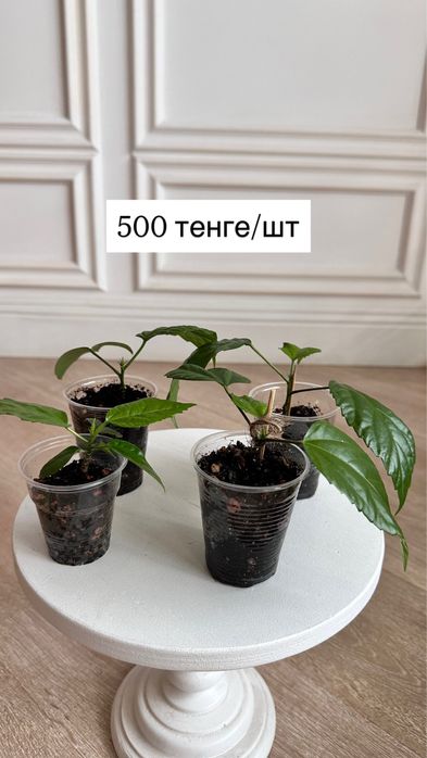 Махровый гибискус (китайская роза)