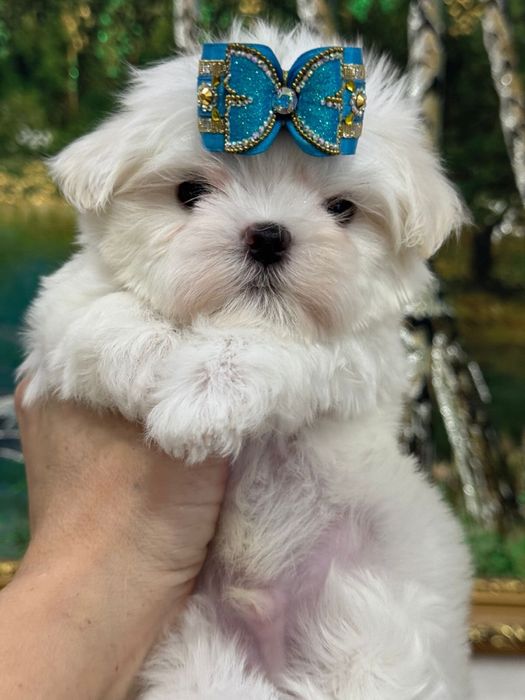 Шикарные кукольные малыши мальтезе