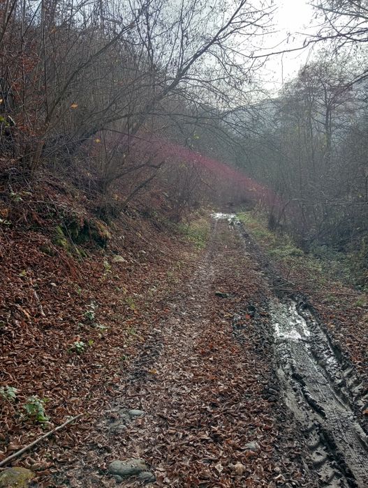 Vând/Schimb teren in zona Râului Mare, Retezat