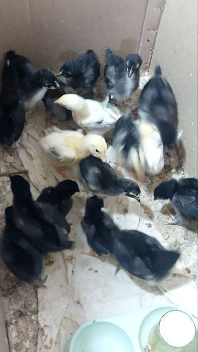 JEFSI Zotli Jo'jalar sotiladi