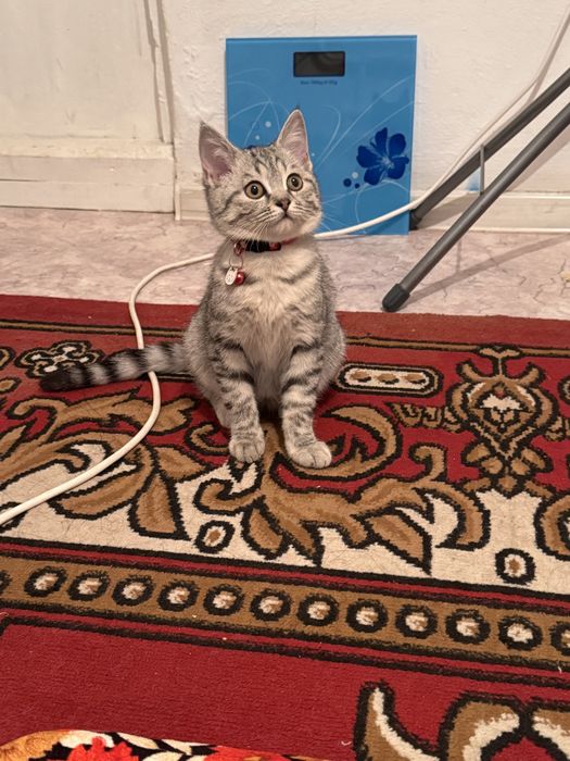 Продаётся шотландская кошечка