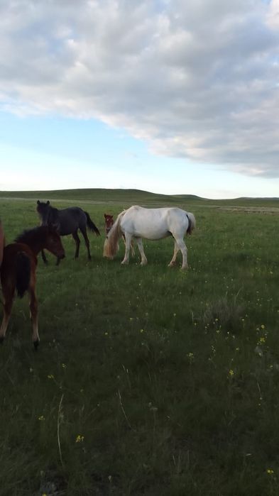 Продам еки бас бие. Буаз коктемде кулындайды