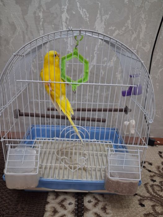 Продам волнистого попугая