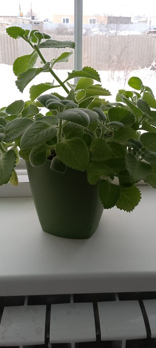 Комнатные растения