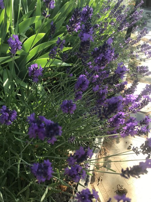 Лаванда темная южанка