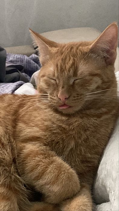 Рыжий котенок.