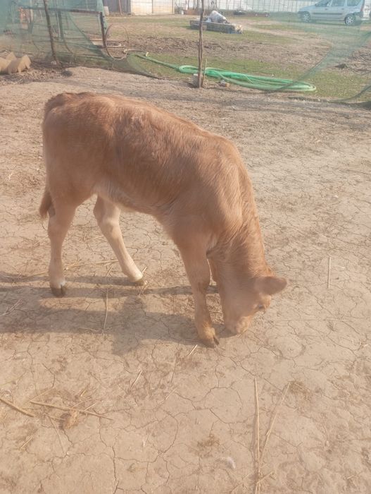 Vând  viței, schimb!