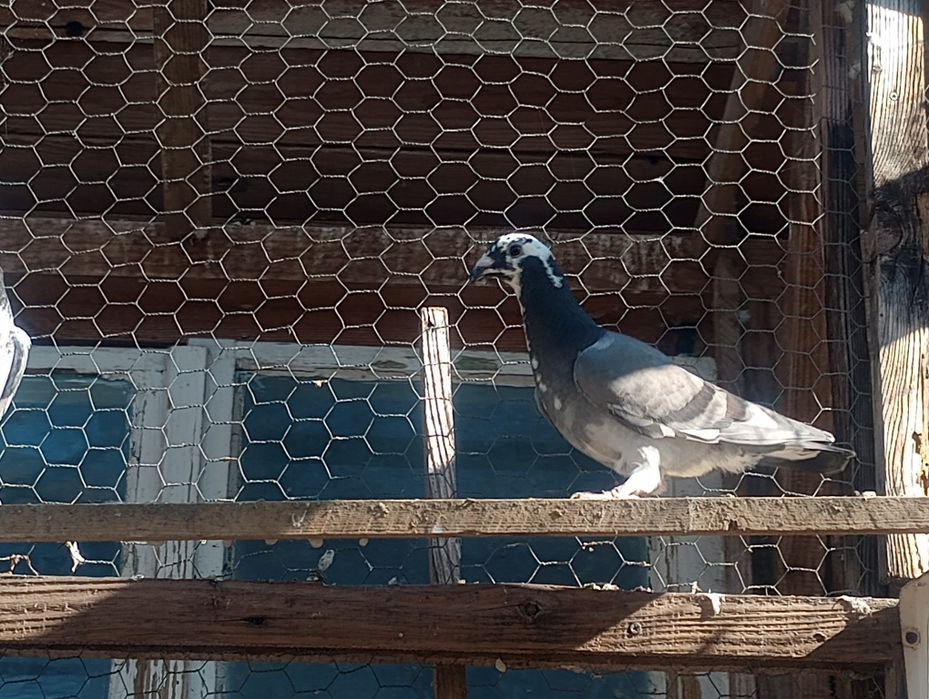 Porumbei albi și colorați