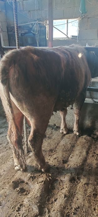 Продам бычка хороши