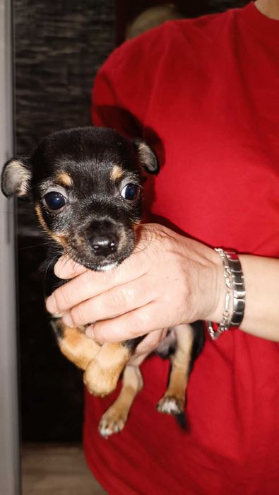 Продавам мини пинчер