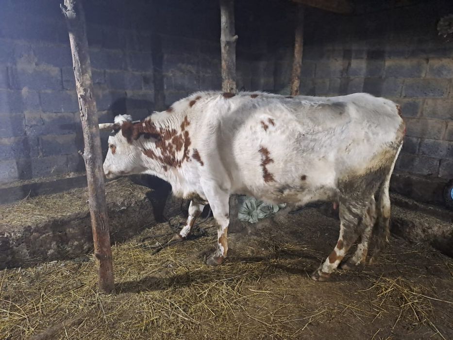 Дойная корова и Бык производитель