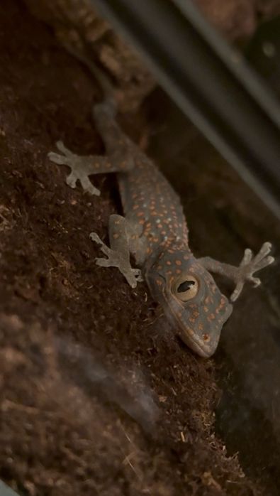 Gecko Tokay subadulti