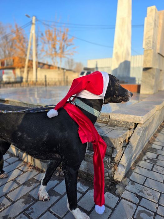 Собака девочка ищет семью и дом