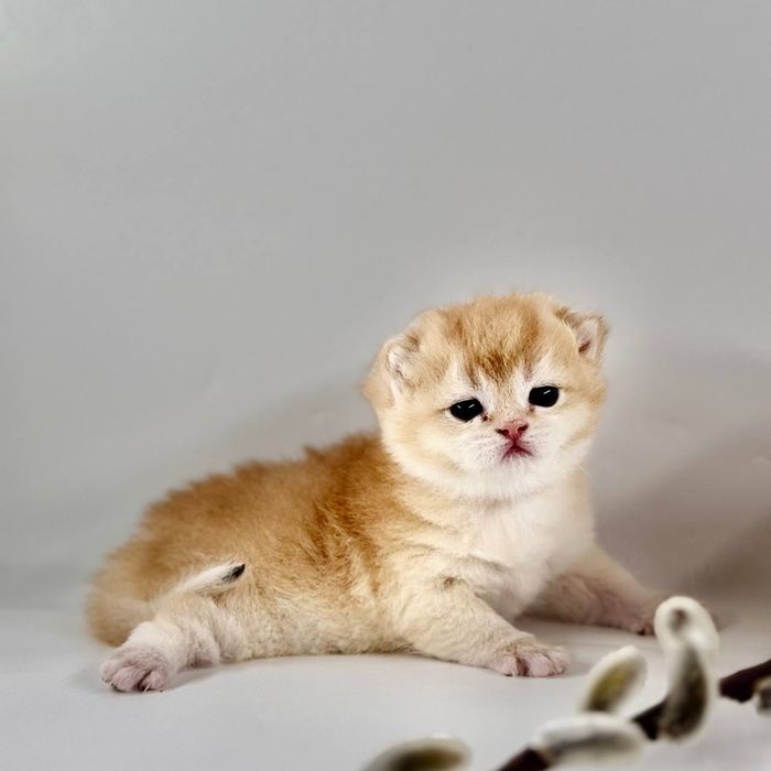 Плюшевое золотое счастье