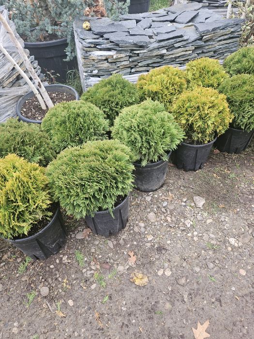 Artar japonez photinia maslin