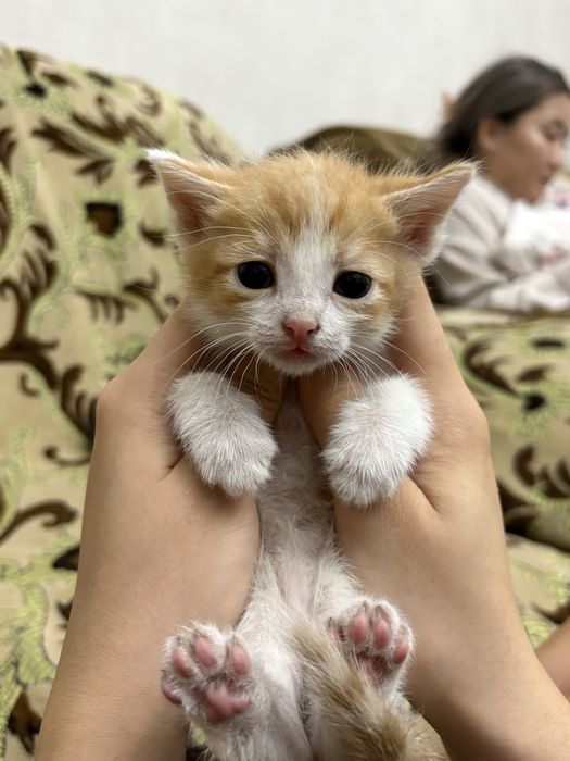 Ласковые котятя (2 месяца)