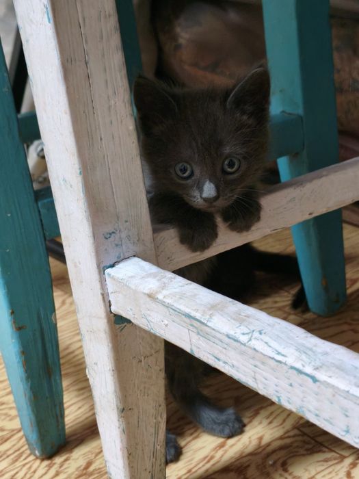 Породистые котята