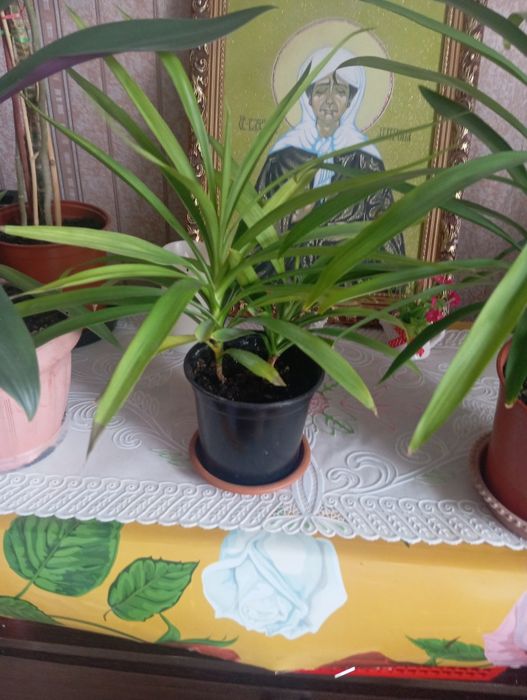 Продам цветы пальмо, алое разные