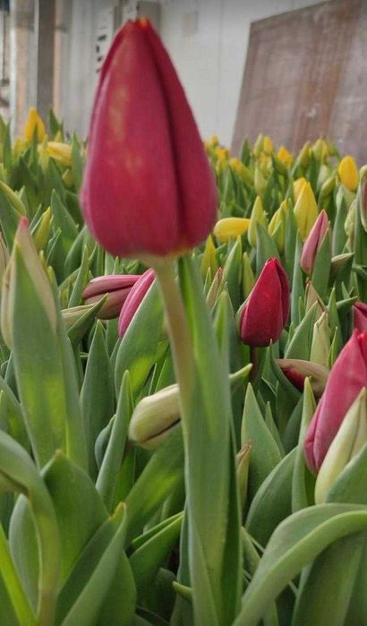 Тюльпаны МЕЛКИЙ ОПТ со склада