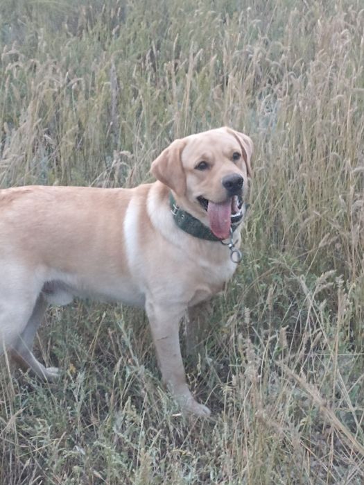 Лабрадор Ретвирер