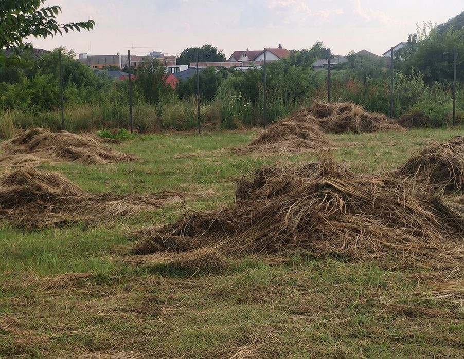 Iarba cosita - GRATIS, Dobroești