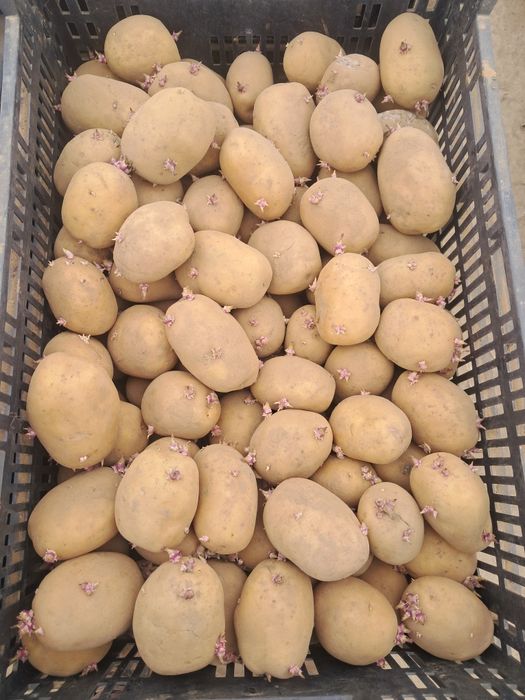 Cartofi de sămânță