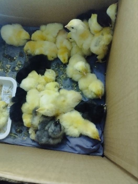 İnkubatorda joʻja ochirish xizmati