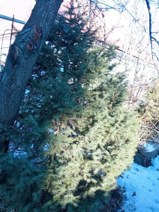 Елка живая     .