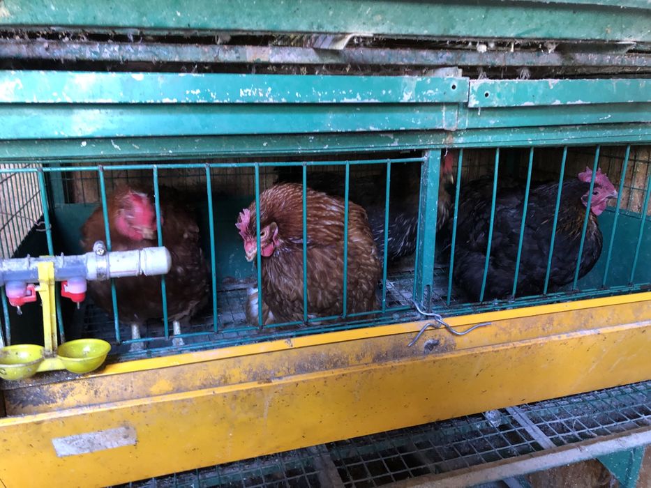 Продам срочно жирный курей