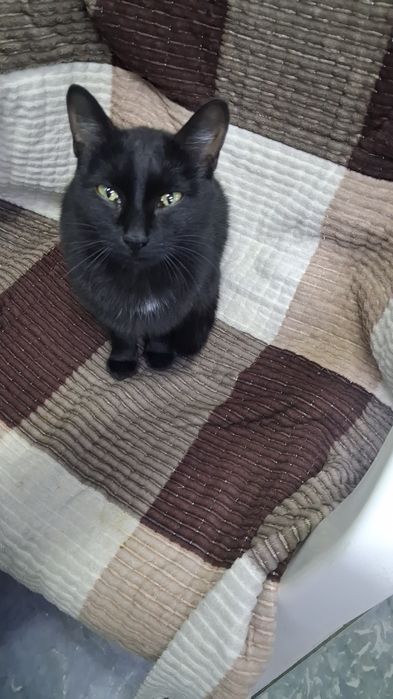 Отдам в Добрые руки Кота и Кошечку