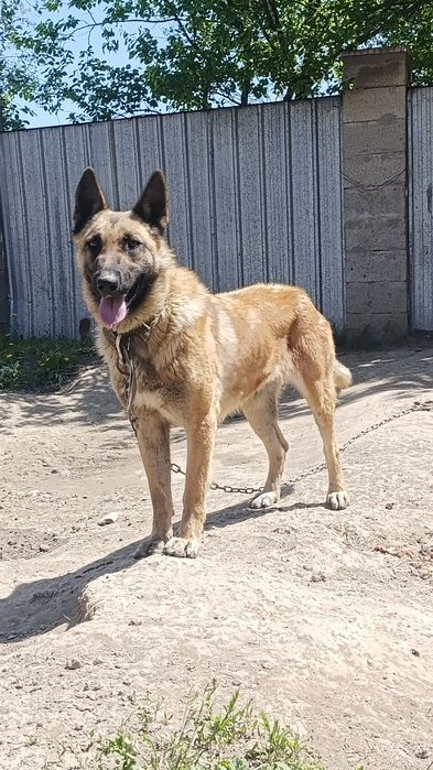 Бельгийская овчарка малинуа