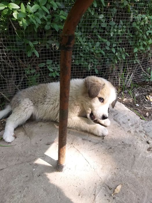 Пристраивается щенок