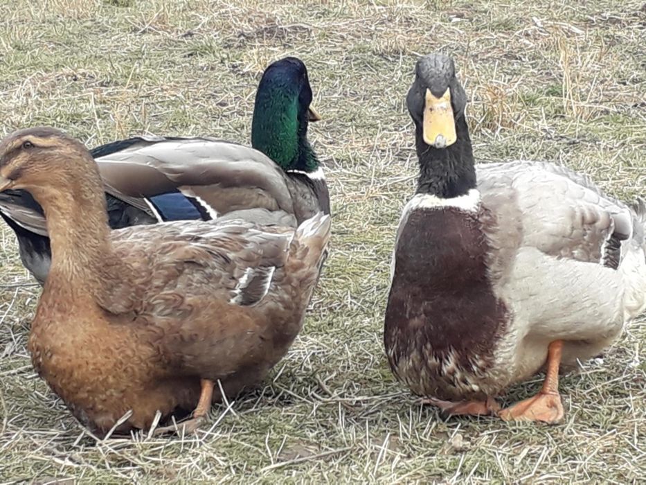 Ouă incubație și boboci Rouen