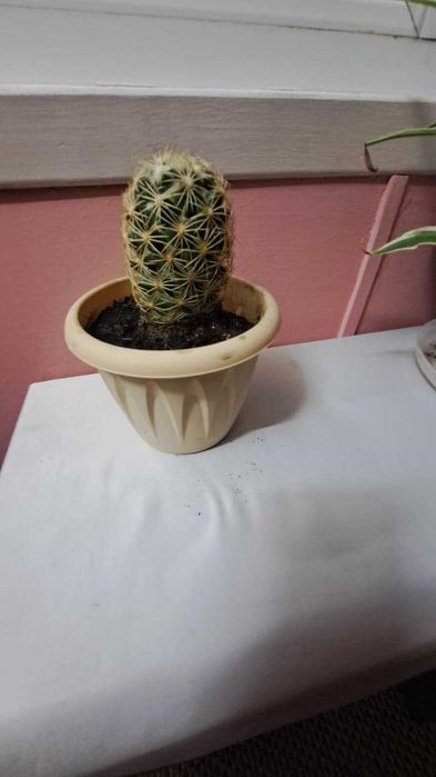 Продам кактус Маммиллярия Баккеберга.