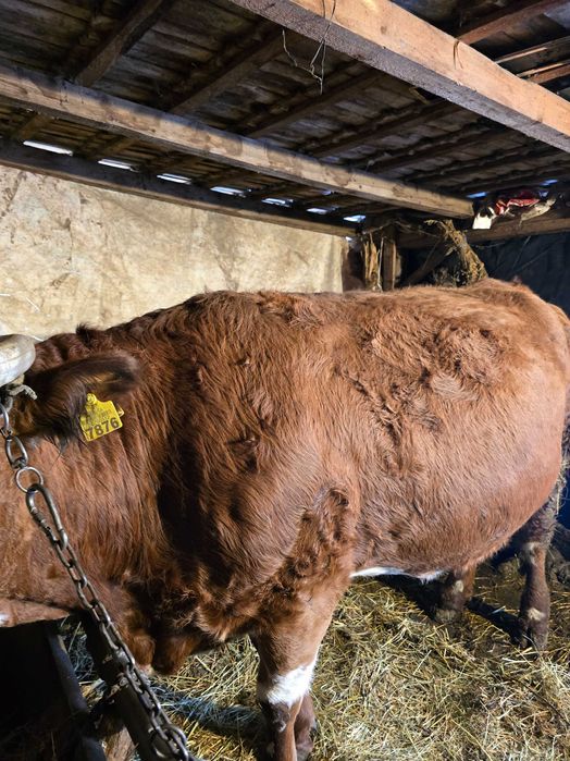 De vânzare vaci BALȚATE.