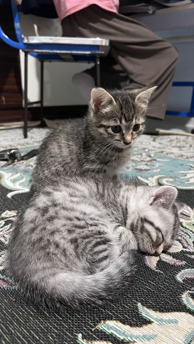 Мысықтар сатылады