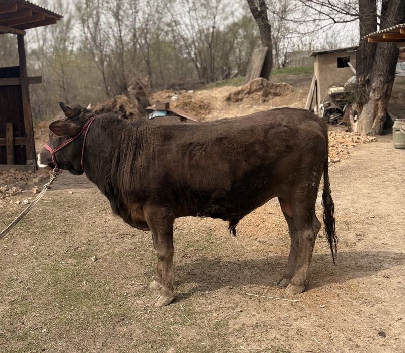 Алатау парода бұқа