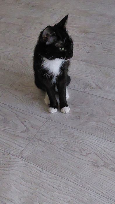 Кошка пропала район Молодёжный