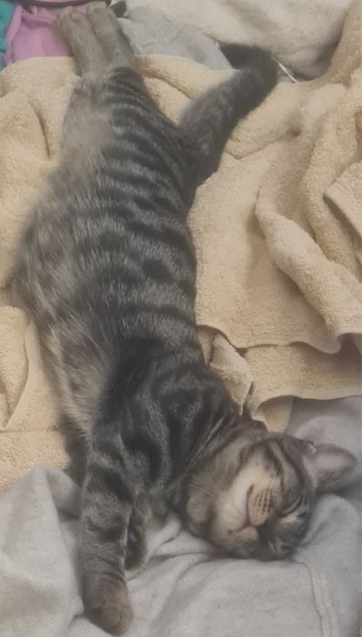 Pui de pisica pentru adoptie