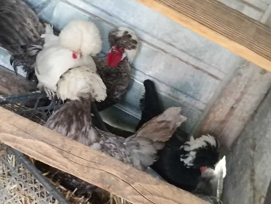 Vând găini moțate olandeze