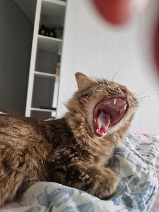 Отдам кошечку в надёжные руки