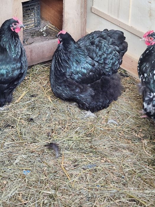 Vând oua incubat rasa Orpington negru și galben și Cochinchina