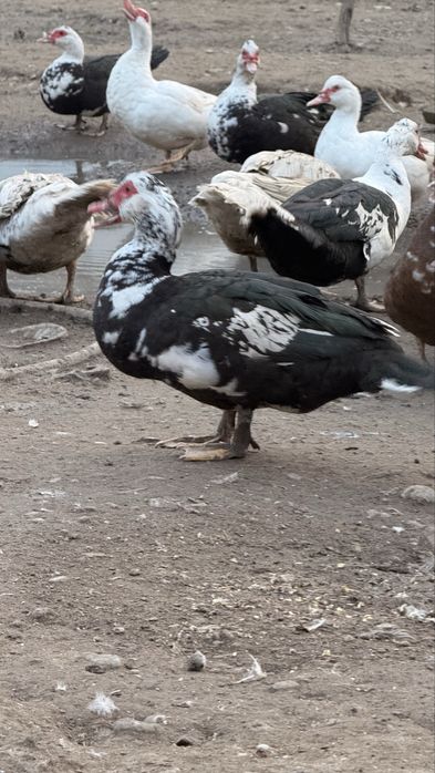 индоутка сатылады