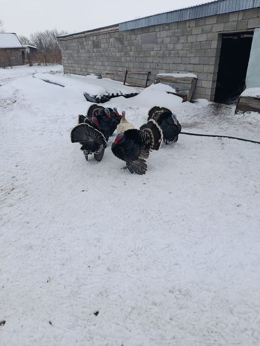 Продам или обменяю индюков