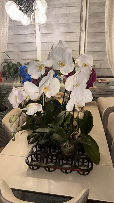 Орхидеи 9 сортов