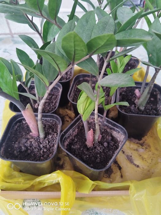 Комнатные растения